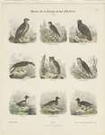 White-tailed eagle (Haliaeetus albicilla), Eurasian hobby (Falco subbuteo), golden eagle (Aquila...