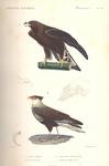 golden eagle (Aquila chrysaetos), southern crested caracara (Caracara plancus)