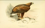 golden eagle (Aquila chrysaetos)