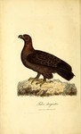 golden eagle (Aquila chrysaetos)