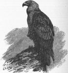 golden eagle (Aquila chrysaetos)