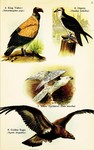 ...king vulture (Sarcoramphus papa), osprey (Pandion haliaetus), gyrfalcon (Falco rusticolus island