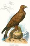 golden eagle (Aquila chrysaetos)