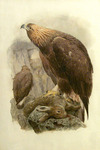 golden eagle (Aquila chrysaetos)