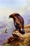 golden eagle (Aquila chrysaetos)