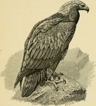 golden eagle (Aquila chrysaetos)