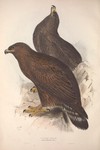 golden eagle (Aquila chrysaetos)