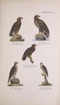 golden eagle (Aquila chrysaetos), white-tailed eagle (Haliaeetus albicilla), lesser spotted eagl...