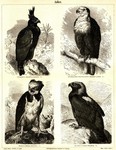long-crested eagle (Lophaetus occipitalis), African fish eagle (Haliaeetus vocifer), harpy eagle...