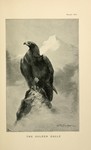 golden eagle (Aquila chrysaetos)