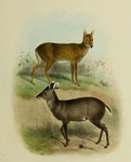 tufted deer (Elaphodus cephalophus)