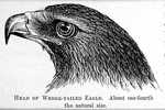 wedge-tailed eagle, eaglehawk, bunjil (Aquila audax)