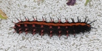 Indian fritillary (Argynnis hyperbius)
