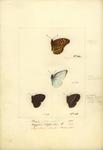 Indian fritillary (Argynnis hyperbius), plain puffin (Appias indra), dingy bushbrown (Mycalesis ...