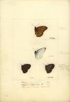 ...ffin (Appias indra), dingy bushbrown (Mycalesis perseus)