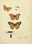 common leopard (Phalanta phalantha), Indian fritillary (Argynnis hyperbius)