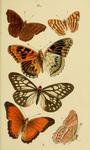 tabby butterfly (Pseudergolis wedah), Chersonesia rahria, Malay yeoman (Cirrochroa emalea bajade...