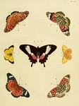 ...n fritillary (Argynnis hyperbius), moorland clouded yellow (Colias palaeno)