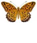 Indian fritillary (Argynnis hyperbius)