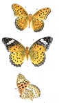 Indian fritillary (Argynnis hyperbius)