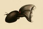 vampire squid (Vampyroteuthis infernalis)