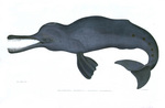 South Asian river dolphin (Platanista gangetica)