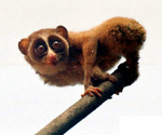 gray slender loris (Loris lydekkerianus)