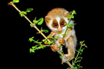 gray slender loris (Loris lydekkerianus)