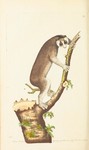 red slender loris (Loris tardigradus)