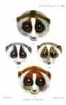 Sunda slow loris (Nycticebus coucang), gray slender loris (Loris lydekkerianus), red slender lor...