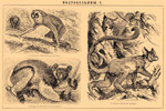 red slender loris (Loris tardigradus), indri (Indri indri), Senegal bushbaby (Galago senegalensi...