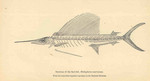 Atlantic sailfish (Istiophorus albicans)