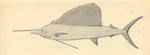 Atlantic sailfish (Istiophorus albicans)