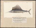 Atlantic sailfish (Istiophorus albicans)