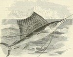 Indo-Pacific sailfish (Istiophorus platypterus)