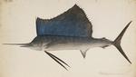 Indo-Pacific sailfish (Istiophorus platypterus)