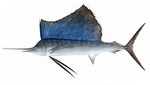 Indo-Pacific sailfish (Istiophorus platypterus)