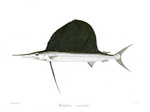 Indo-Pacific sailfish (Istiophorus platypterus)