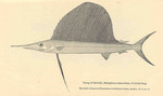 Indo-Pacific sailfish (Istiophorus platypterus)