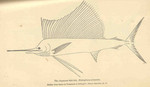 Indo-Pacific sailfish (Istiophorus platypterus)