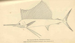Indo-Pacific sailfish (Istiophorus platypterus)