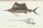 Indo-Pacific sailfish (Istiophorus platypterus)