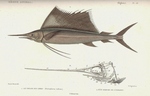 Indo-Pacific sailfish (Istiophorus platypterus)