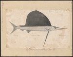 Indo-Pacific sailfish (Istiophorus platypterus)