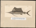 Indo-Pacific sailfish (Istiophorus platypterus)