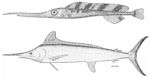 Atlantic white marlin (Kajikia albidus)