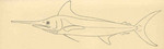 Atlantic white marlin (Kajikia albidus)