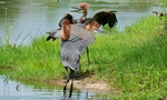 Goliath heron, giant heron (Ardea goliath)