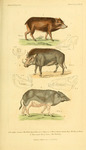 ...warthog (Phacochoerus africanus aeliani), wild boar (Sus scrofa)