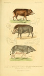 white-lipped peccary (Tayassu pecari), Eritrean warthog (Phacochoerus africanus aeliani), wild b...